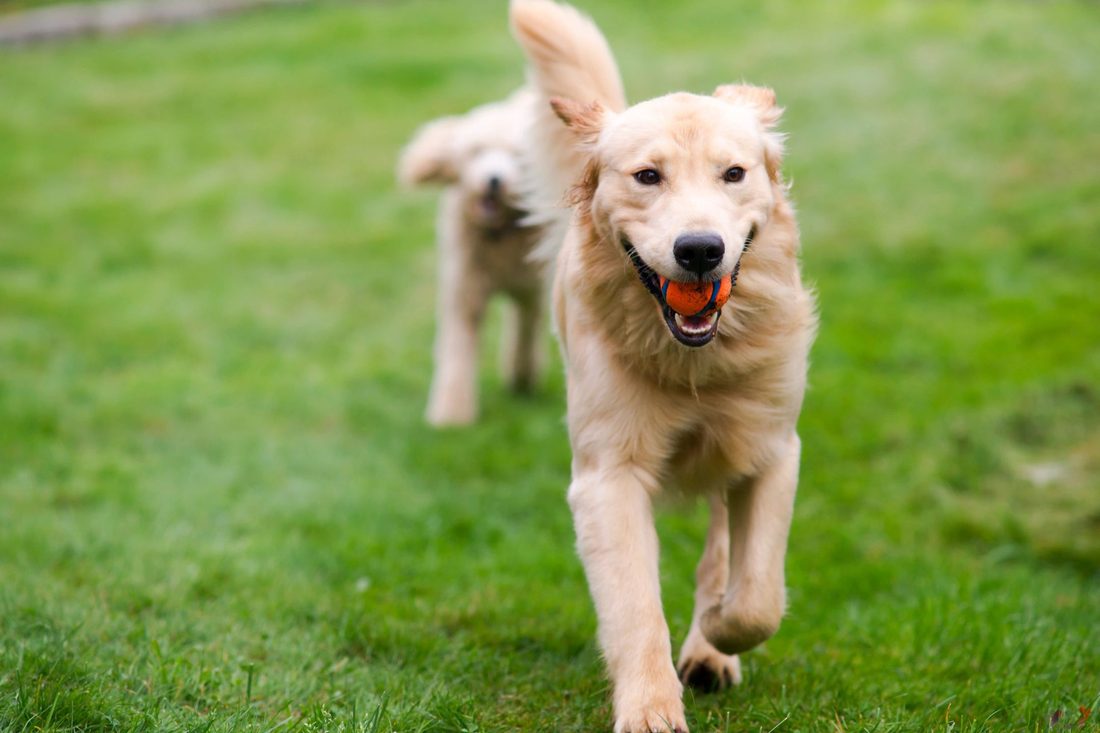 Golden retriever running with a ball in the yard