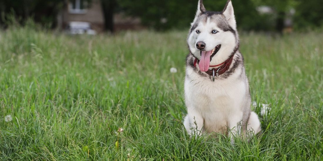 Husky sitting happily in tall grass